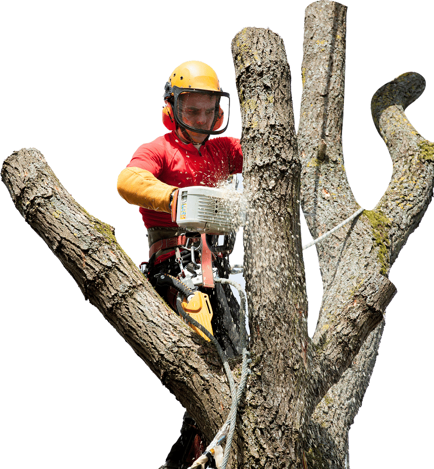 A person wearing protective gear, including a yellow helmet and red shirt, is using a chainsaw to cut a large tree branch. Sawdust is flying from the chainsaw as they work. They are secured with a rope and harness, indicating they are high up in the tree.