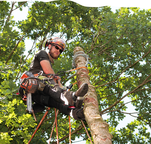 A tree surgeon in safety gear, including a helmet and goggles, skillfully climbs a tree. He's using ropes and a harness for safety and has a chainsaw attached to his side. Sunlight filters through the leaves, highlighting his focused expression as he works on the tree.