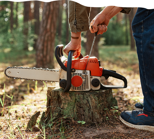 A person in jeans and sneakers uses a screwdriver to adjust a red and black chainsaw resting on a tree stump in a sunlit forest. The chainsaw's chain is visible, and pine trees and grass can be seen in the background.
